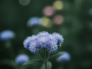 Ageratum illustrated plant card