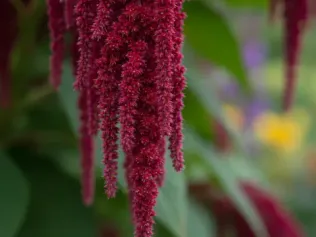 Love-Lies-Bleeding illustrated plant card