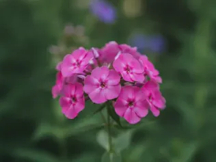 Annual Phlox illustrated plant card