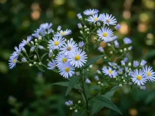 Blue Wood Aster illustrated plant card