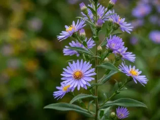 Smooth Blue Aster illustrated plant card
