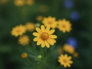 Bidens illustrated plant card