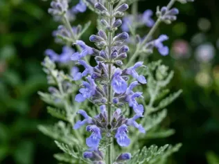 Blue Jean Baby Russian Sage illustrated plant card