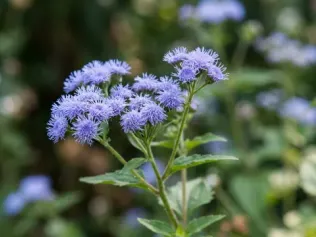 Blue Mistflower illustrated plant card