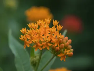 Butterfly Weed illustrated plant card