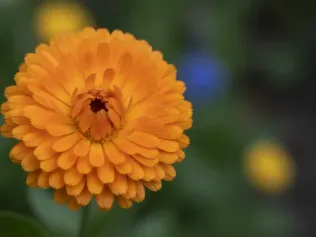 Calendula illustrated plant card