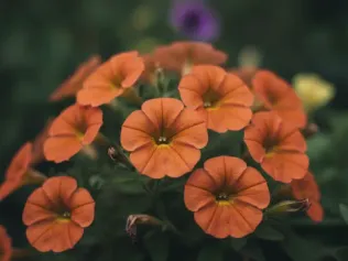 Calibrachoa illustrated plant card