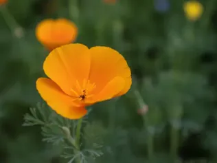 California Poppy illustrated plant card