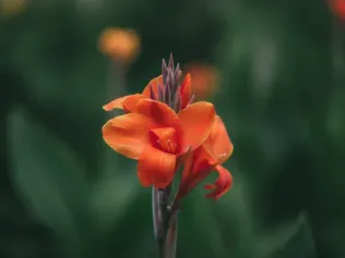 Canna Lily illustrated plant card