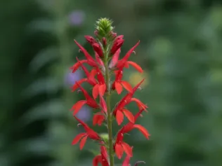Cardinal Flower illustrated plant card