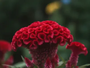 Celosia illustrated plant card
