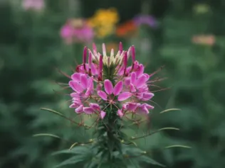 Cleome illustrated plant card