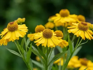 Common Sneezeweed illustrated plant card
