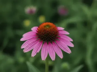 Purple Coneflower illustrated plant card