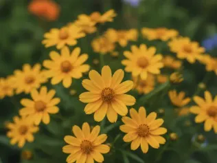 Coreopsis illustrated plant card