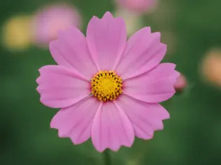 Cosmos illustrated plant card