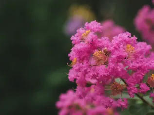 Crape Myrtle illustrated plant card
