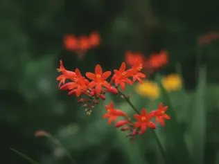 Crocosmia illustrated plant card
