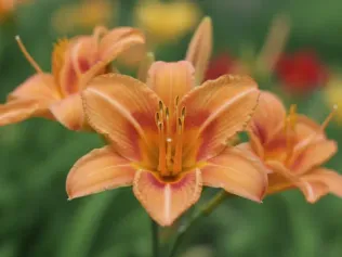 Daylily illustrated plant card