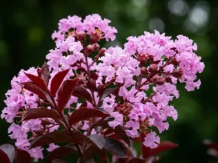 Delta Eclipse Crape Myrtle illustrated plant card