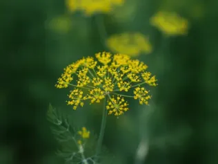 Dill illustrated plant card