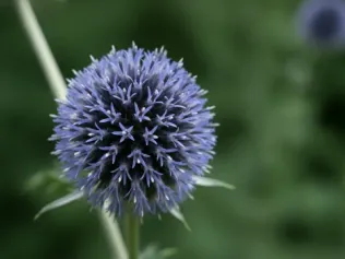 Globe Thistle illustrated plant card