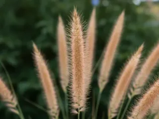 Fountain Grass illustrated plant card