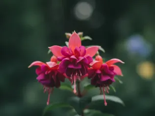 Fuchsia illustrated plant card