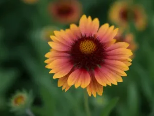 Blanket Flower illustrated plant card