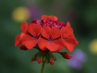 Geranium (Annual) illustrated plant card