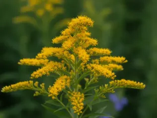 Goldenrod illustrated plant card