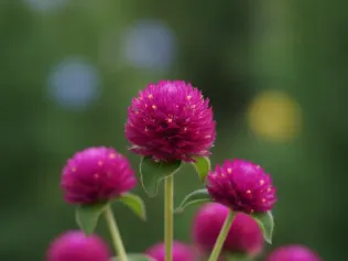 Globe Amaranth illustrated plant card