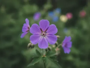 Hardy Geranium illustrated plant card