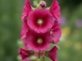 Hollyhock illustrated plant card