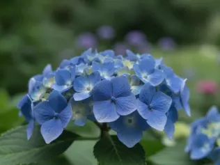 Bigleaf Hydrangea illustrated plant card