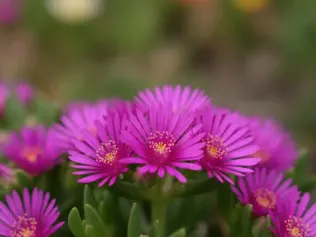 Ice Plant illustrated plant card