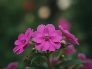 Impatiens illustrated plant card