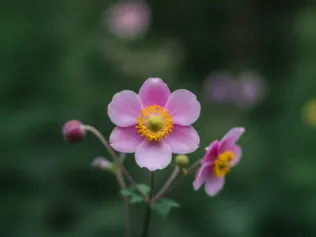 Japanese Anemone illustrated plant card