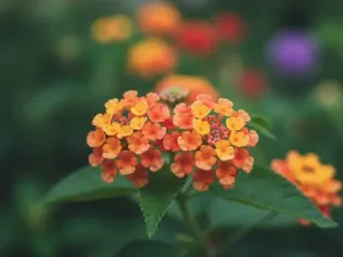 Lantana illustrated plant card