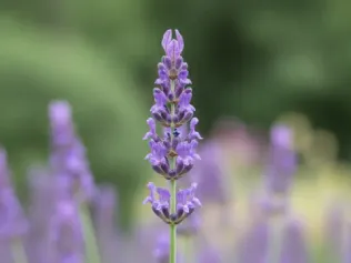 Lavender illustrated plant card