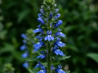 Great Blue Lobelia illustrated plant card