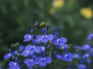 Lobelia illustrated plant card