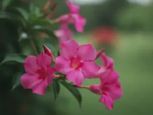 Mandevilla illustrated plant card