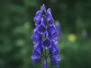 Monkshood illustrated plant card