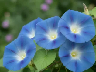 Morning Glory illustrated plant card