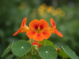 Nasturtium illustrated plant card