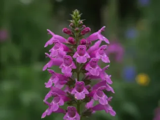 Obedient Plant illustrated plant card