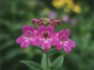 Penstemon illustrated plant card