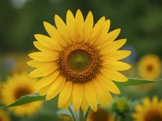 Perennial Sunflower illustrated plant card