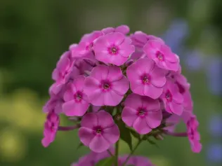 Garden Phlox illustrated plant card